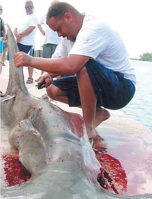 Tiburones-peligro-extincion-finning-2