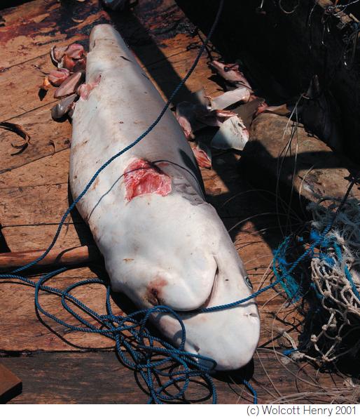 Tiburones-peligro-extincion