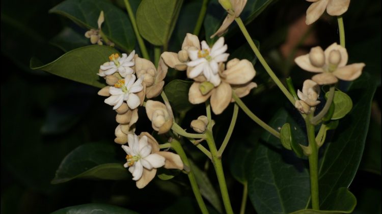 Hernandia, nombre de un género botánico puesto en honor a F. Hernández